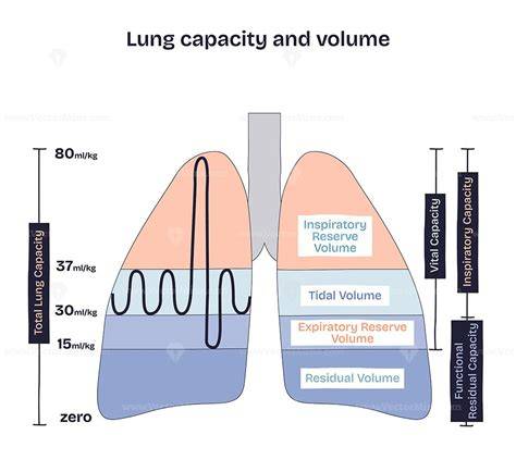 lung volume diagram