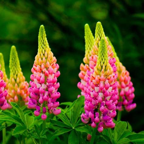 lupin meaning in english with example