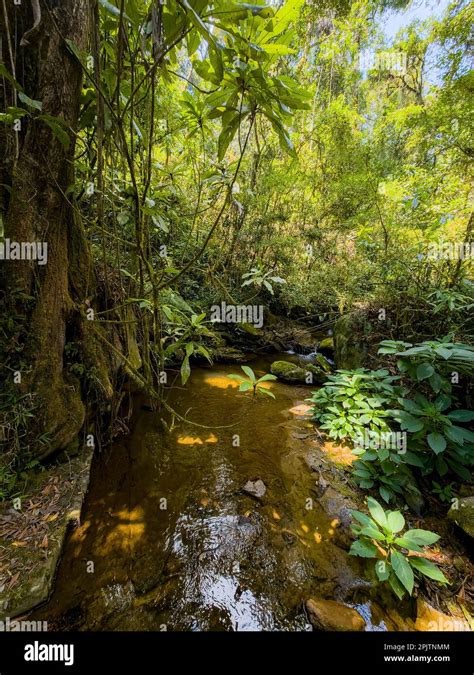 lush forest