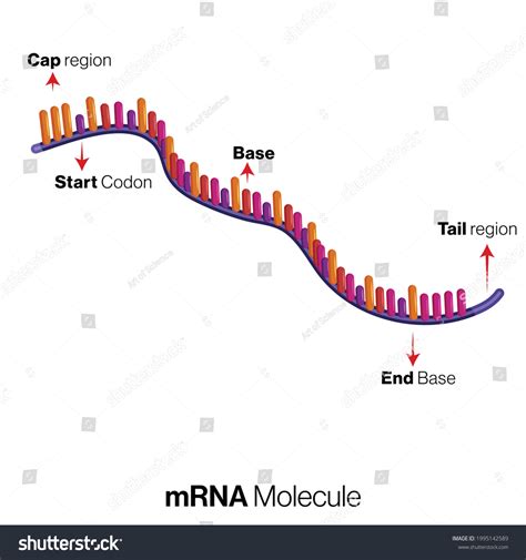 mRNA (Messenger RNA)