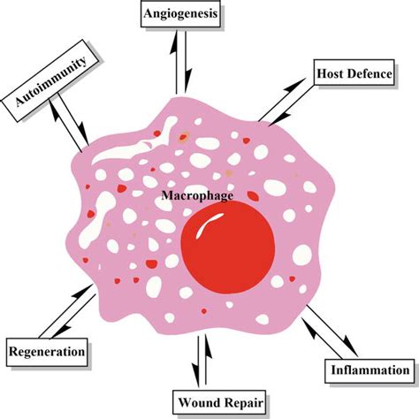 Macrophages in the immune system