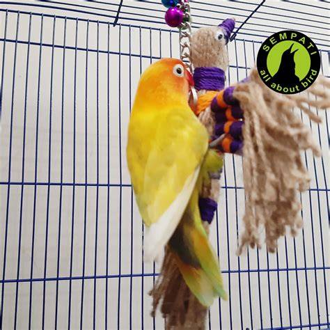 Mainan Lovebird