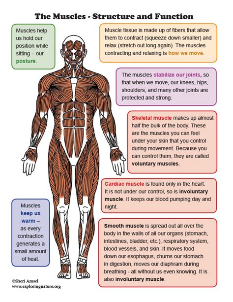 major muscles of the body and their functions
