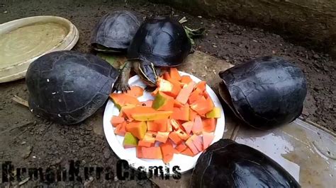 Makanan untuk kura-kura ambon