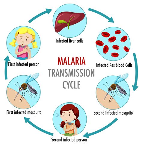 transmission of malaria