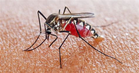 Malaria Mosquito Image