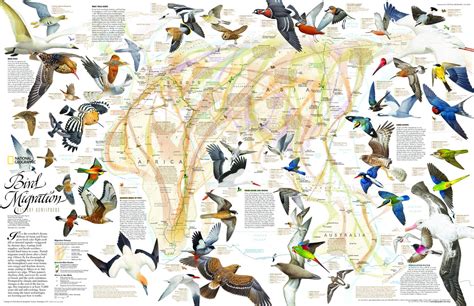 map birds