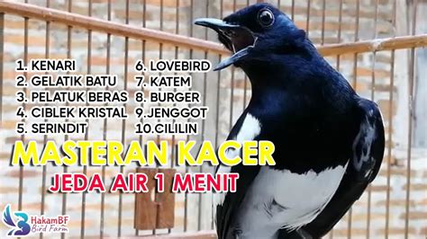 masteran kacer