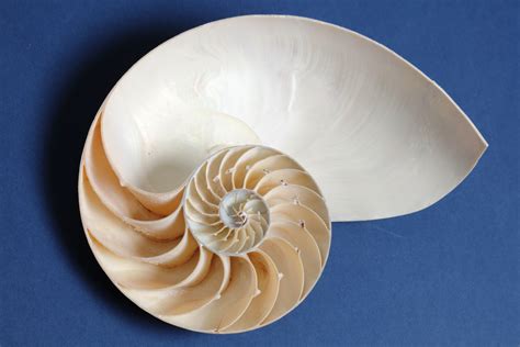 mathematical patterns in real life