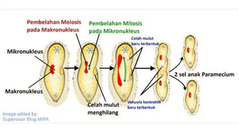 membelah diri