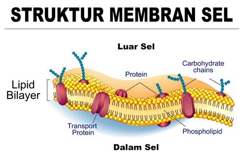 membran sel