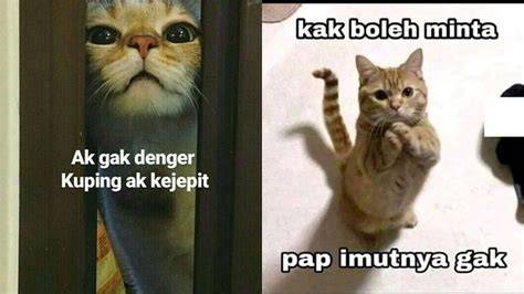meme hewan lucu