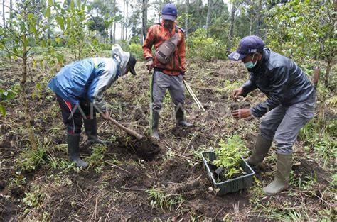Menanam bibit pohon