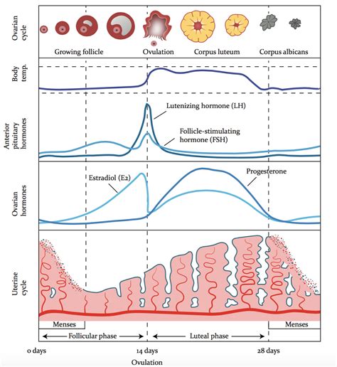Menstrual Cycle Hormones Chart