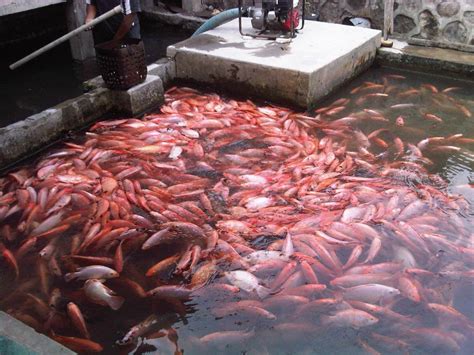 menurunnya keuntungan peternak ikan nila hidup