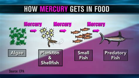 Sources of Mercury Contamination in Seafood