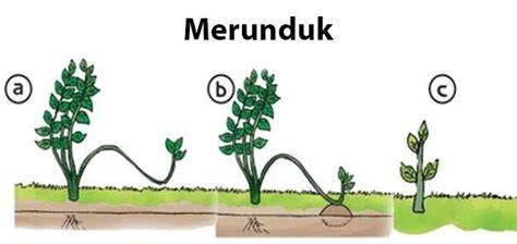 merunduk