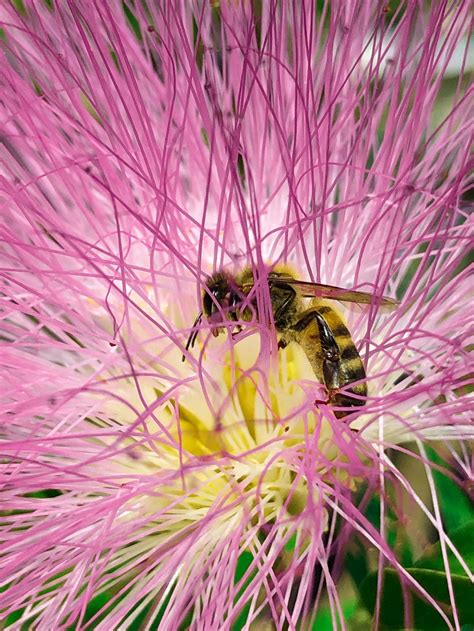 mimosa tree bees