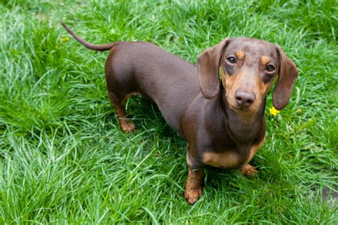 miniature dachshund characteristics