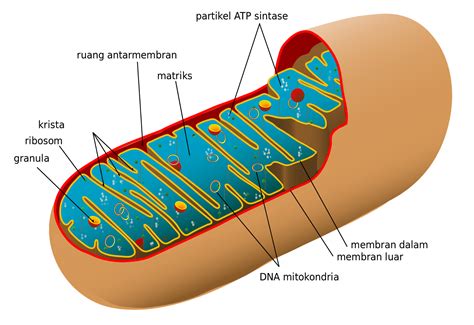 mitokondria