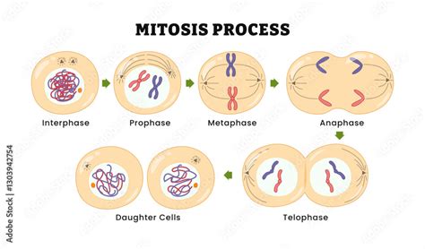 Mitosis process illustration