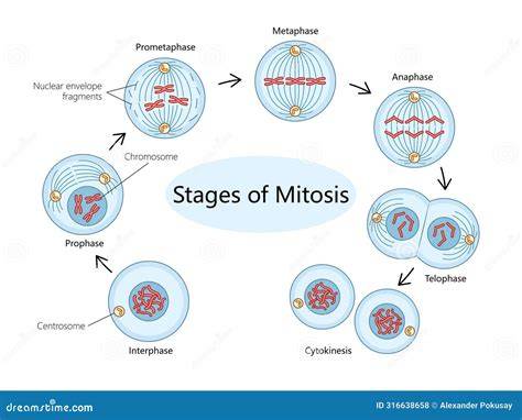 mitosis stages
