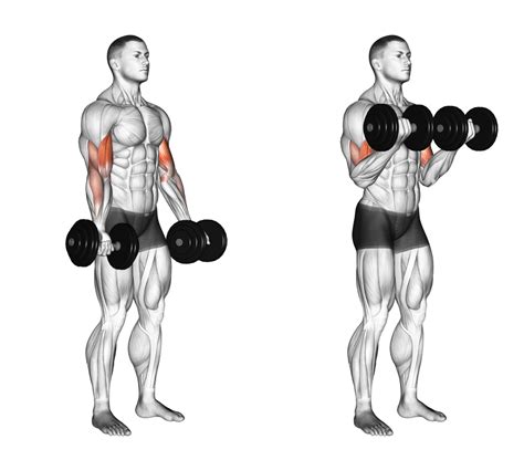 most bicep curls in a row