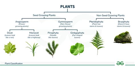 name five categories of plants in kingdom plantae
