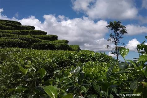Walking in the tea plantation