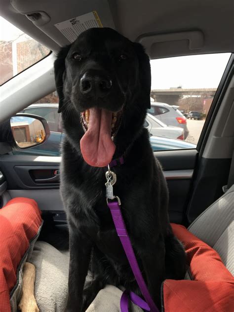 non profit organization for dogs near me