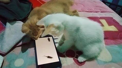 Nonton Video Kucing Lucu