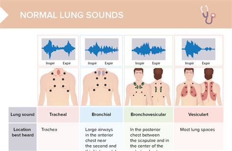 Normal Lung Sounds Chart