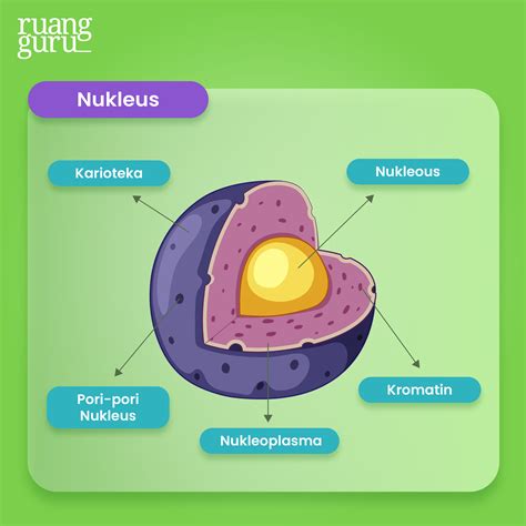 nukleus sel