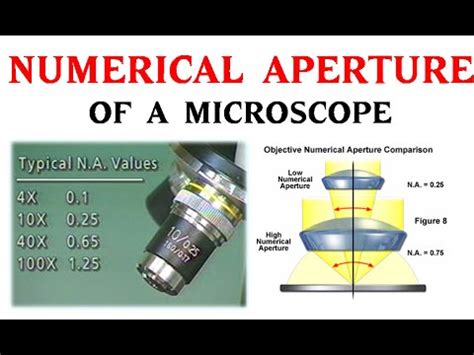 numerical aperture formula microscope