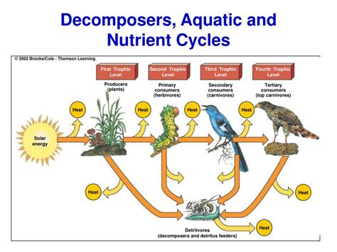 nutrient cycle decomposers