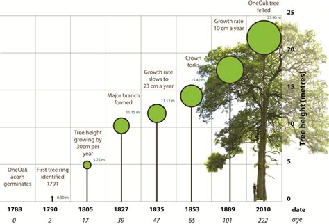 Factors affecting oak tree growth