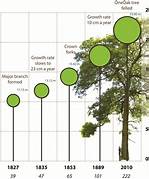 oak tree growth rate