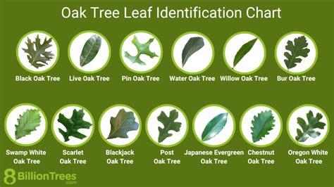 Oak Tree Leaf Identification Chart