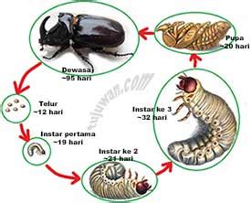 observasi pada kumbang