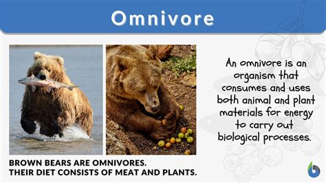 omnivore definition characteristics