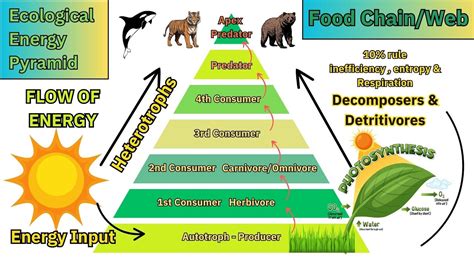 omnivore ecological role