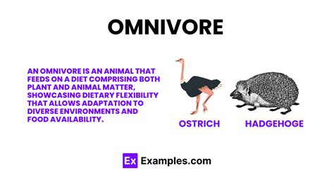 omnivore tips