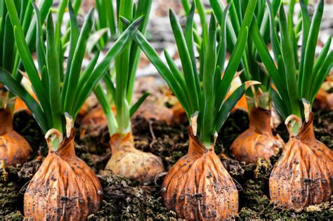 onion bulb