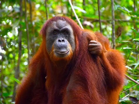 orang utan sumatra