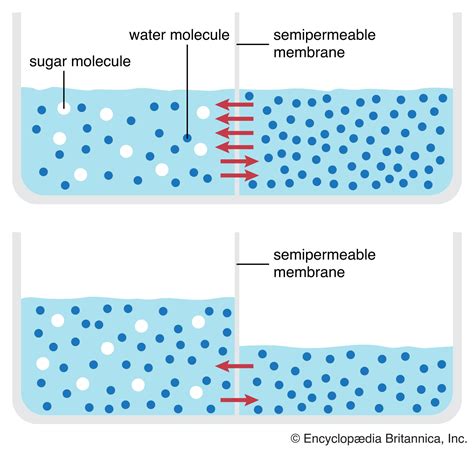 Contoh Osmosis