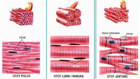 otot polos