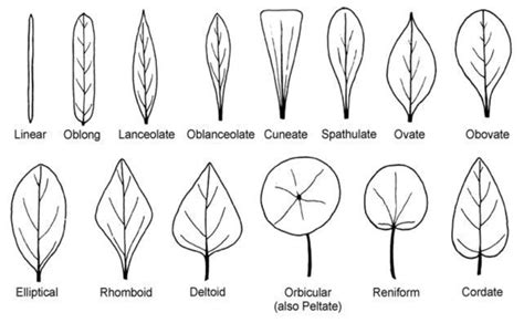 oval leaf shape examples
