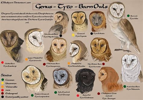 Owl Species Chart