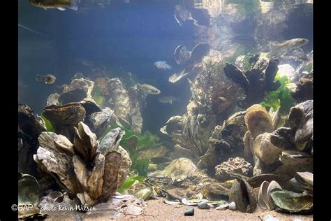 Ilustrasi Habitat Oyster
