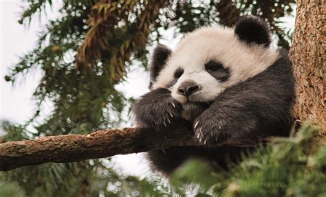 pandas or pandas